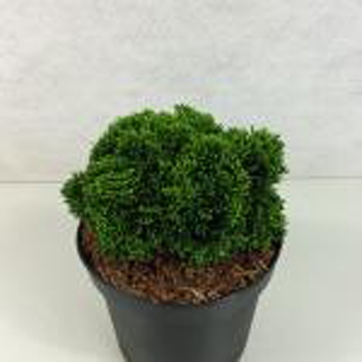 [CHOJU] Chamaecyparis obtusa 'Juniperoides' (Conteneur - 2 ltr - 10-20 cm)