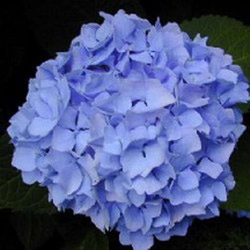[HYMNB] Hydrangea macr. 'Nikko Blue' (Conteneur - 3 ltr - 10-20 cm)