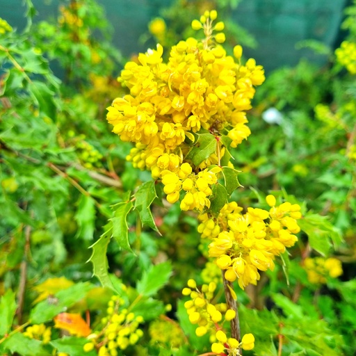 [MAPMF] Mahonia pinnata 'Maurice Foster' (Conteneur - 3 ltr - 10-20 cm)