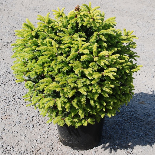 [PIADI] Picea abies 'Diffusa' (Conteneur - 3 ltr - 10-20 cm)
