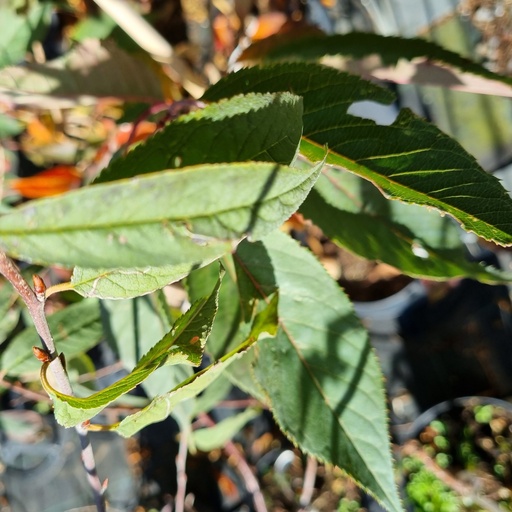[PRSERR] Prunus serrula (haute tige - 14-16 cm)
