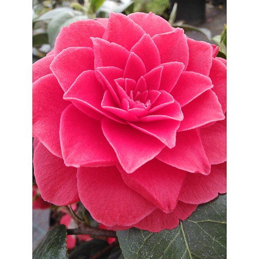 [CAJBLACE] CAMELLIA japonica 'Black Lace' (Conteneur - 3 ltr - 15-20 cm)