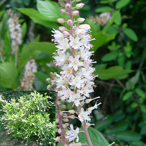 [CLARO] Clethra alnifolia 'Rosea' (Conteneur - 3 ltr - 15-20 cm)