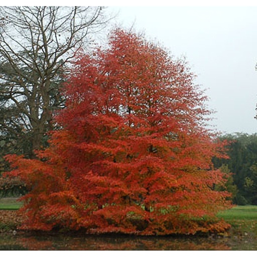 [NYSYL] Nyssa sylvatica (Motte - haute tige - 16-18 cm)