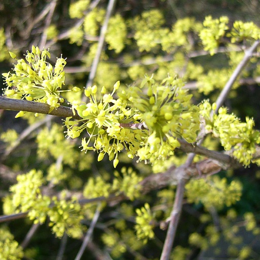 [COOFF] Cornus officinalis (175-200 cm)