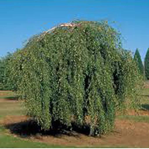 [BEPYO] Betula pendula 'Youngii' (Conteneur - baliveau - 20 ltr - 200-250 cm)