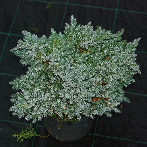 [JUSBS] Juniperus squamata 'Blue Star' (Conteneur - 3 ltr - 20-25 cm)