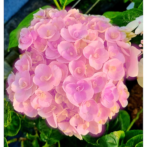 [HYMYML] Hydrangea macr. 'You & Me Love' (Conteneur - 3 ltr - 20-25 cm)