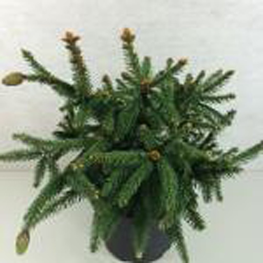 [PIAAC] Picea abies 'Acrocona' (Conteneur - 3 ltr - 20-25 cm)