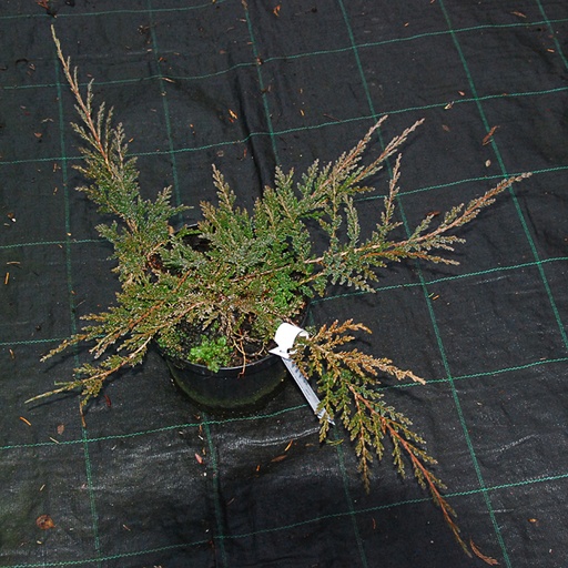 [JUHPW] Juniperus horizontalis 'Prince of Wales' (Conteneur - 5 ltr - 20-25 cm)