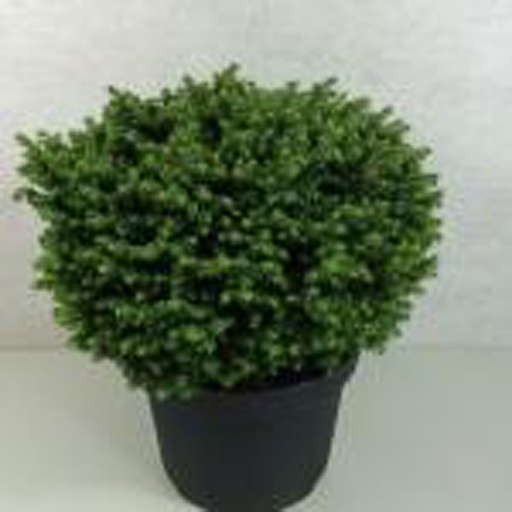 [PIALG] Picea abies 'Little Gem' (Conteneur - 5 ltr - 20-25 cm)