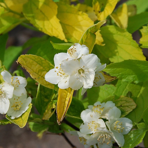 [PHCAUR] Philadelphus coronarius 'Aureus' (Conteneur - 3 ltr - 20-30 cm)
