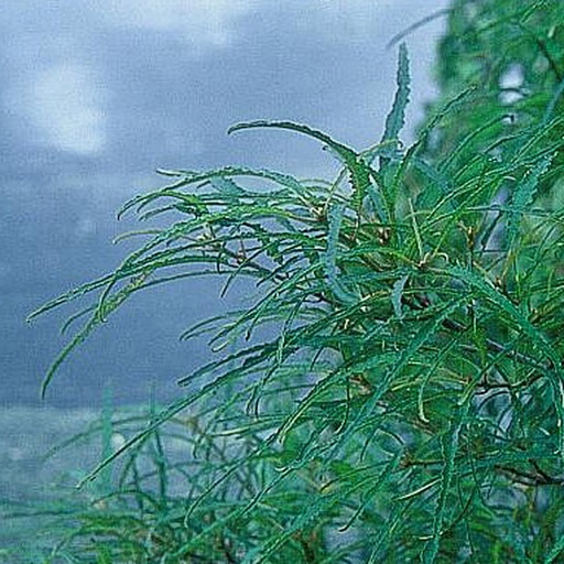 [RHFAS] Rhamnus frangula 'Asplenifolius' (Conteneur - 3 ltr - 20-30 cm)