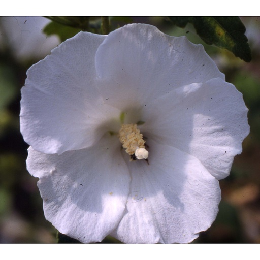 [HISWRS] Hibiscus syr. 'William R. Smith' (Conteneur - 3 ltr - 20-30 cm)