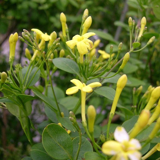 [JAHREV] Jasminum humile 'Revolutum' (Conteneur - 3 ltr - 20-30 cm)