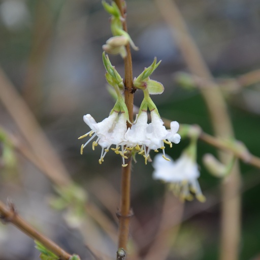 [LOSBU] Lonicera standishii 'Budapest' (Conteneur - 3 ltr - 20-30 cm)