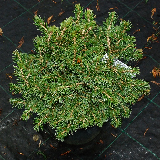[PIATO] Picea abies 'Tompa' (Conteneur - 7,5 ltr - 20-30 cm)