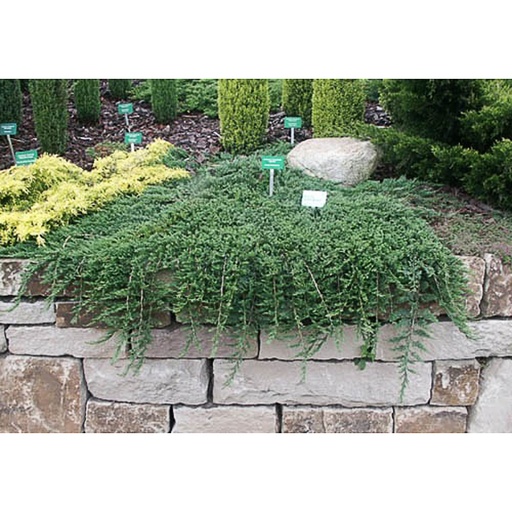 [JUHWIL] Juniperus horizontalis 'Wiltonii' (Conteneur - 2 ltr - 25-30 cm)