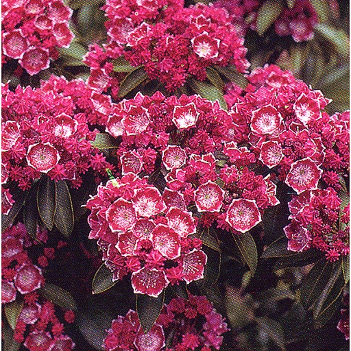 [KALKAL] Kalmia latifolia 'Kaleidoscope' (Conteneur - 2 ltr - 25-30 cm)