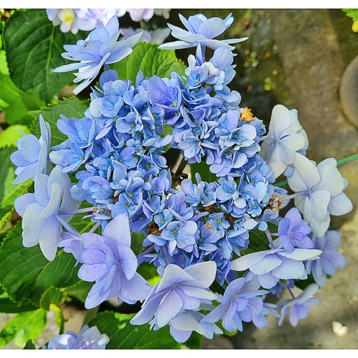 [HYMYMF] Hydrangea macr. 'You & Me Forever' (Conteneur - 3 ltr - 25-30 cm)