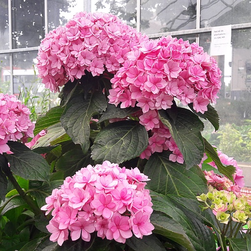 [HYMYMT] Hydrangea macr. 'You & Me Together' (Conteneur - 3 ltr - 25-30 cm)