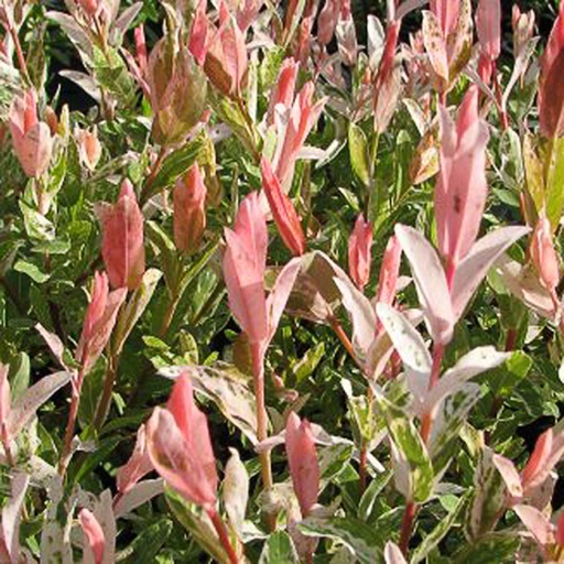 [SAIHNI] Salix integra 'Hakuro Nishiki' (Conteneur - 3 ltr - 25-30 cm)