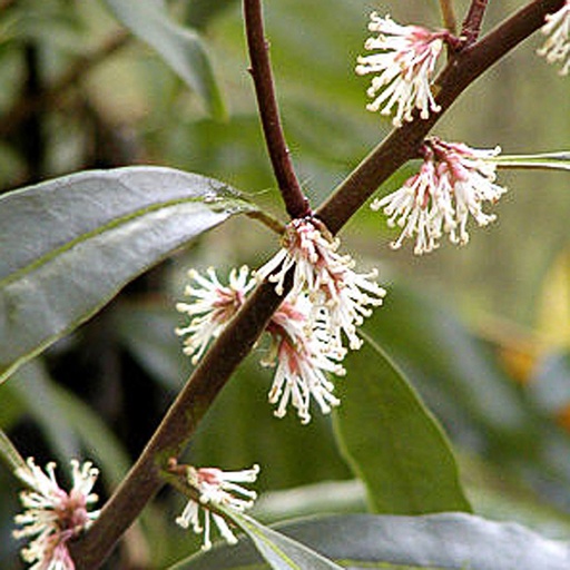 [SAHDI] Sarcococca hookeriana digyna (Conteneur - 3 ltr - 25-30 cm)