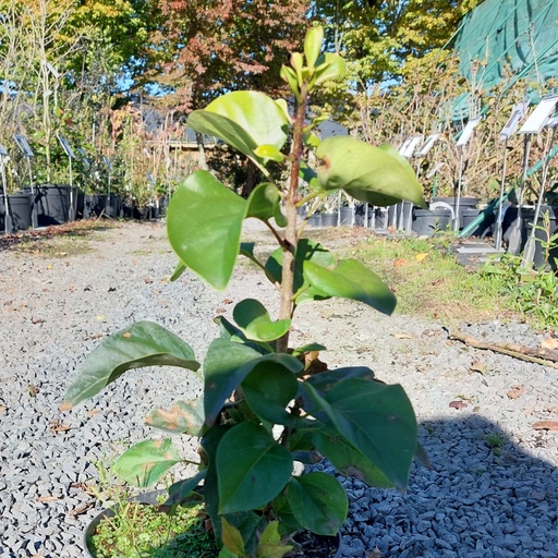 [SYVCLO] Syringa vulg. 'City of Longview' (Conteneur - 3 ltr - 25-30 cm)