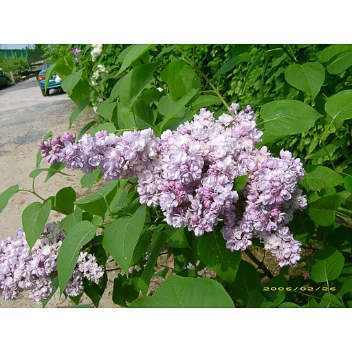[SYVLGA] Syringa vulg. 'Leon Gambetta' (Conteneur - 3 ltr - 25-30 cm)