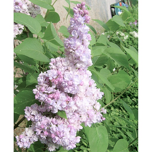 [SYVMO] Syringa vulg. 'Montaigne' (Conteneur - 3 ltr - 25-30 cm)