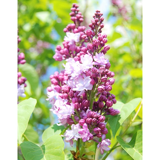 [SYVTHU] Syringa vulg. 'Thunberg' (Conteneur - 3 ltr - 25-30 cm)