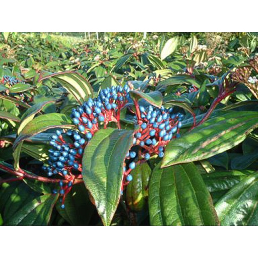 [VIDAV] Viburnum davidii (Conteneur - 3 ltr - 25-30 cm)