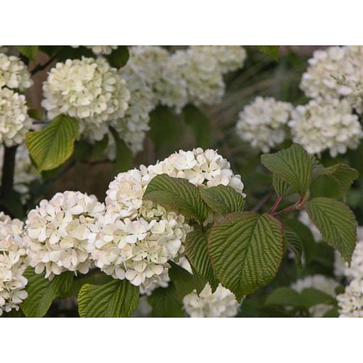 [VIPJS] Viburnum plicatum v p.'Janny's Special' (Conteneur - 3 ltr - 25-30 cm)