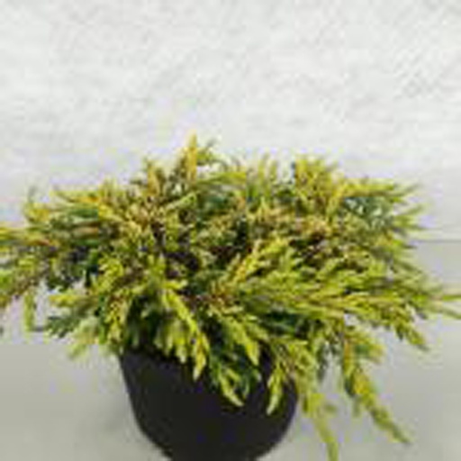 [JUCGS] Juniperus communis 'Gold Schatz' (Conteneur - 3 ltr - 25-30 cm)