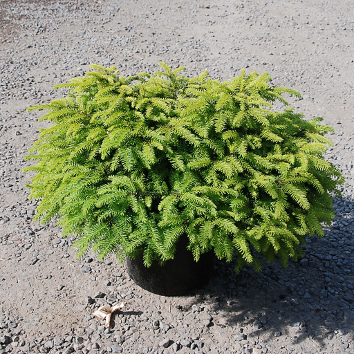 [PIANI] Picea abies 'Nidiformis' (Conteneur - 3 ltr - 25-30 cm)