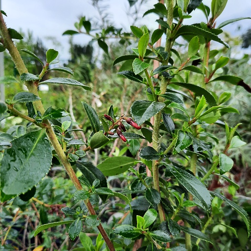 [ESRCSP] Escallonia 'rubra 'Crimson spire' (Conteneur - 3 ltr - 25-30 cm)