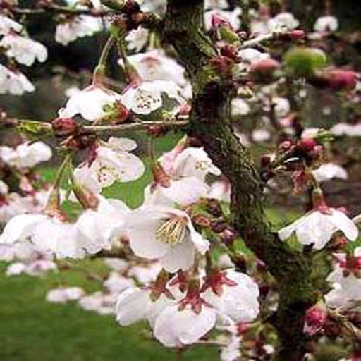 [PRIKNM] Prunus incisa 'Kojo-no-mai' (Conteneur - 5 ltr - 25-30 cm)