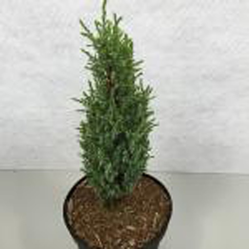 [JUCBG] Juniperus communis 'Brynhyfryd Gold' (Conteneur - 5 ltr - 25-30 cm)