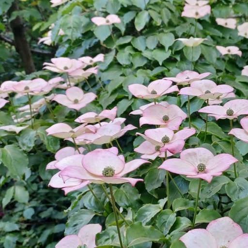 [COKAUDREY] Cornus kousa 'Le Try Audrey dit la jeune fille rougissante' vente interdite (Conteneur - 2 ltr - 30-40 cm)