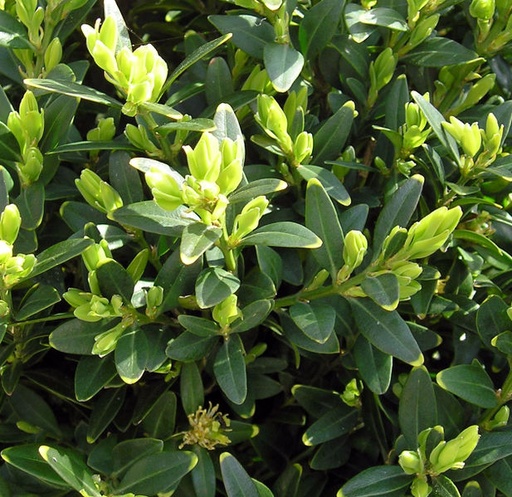 [BUSEMP] Buxus sempervirens (Conteneur - 20 ltr - 30-40 cm)