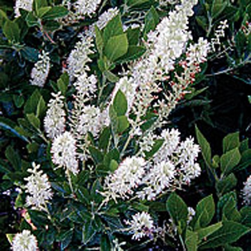 [CLASC] Clethra alnifolia 'Sixeen Candles' (Conteneur - 3 ltr - 30-40 cm)