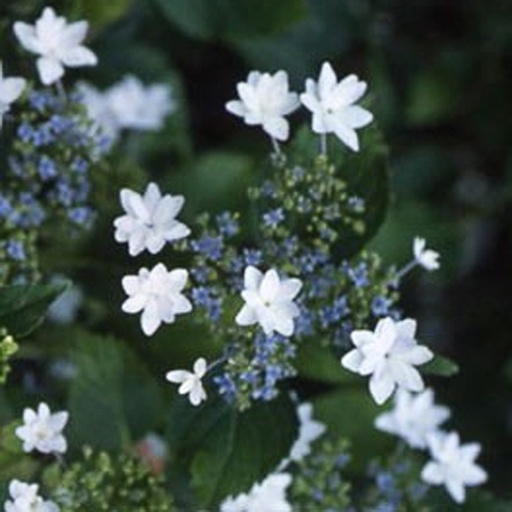 [HYMHA] Hydrangea macr. 'Hanabi' (Conteneur - 3 ltr - 30-40 cm)