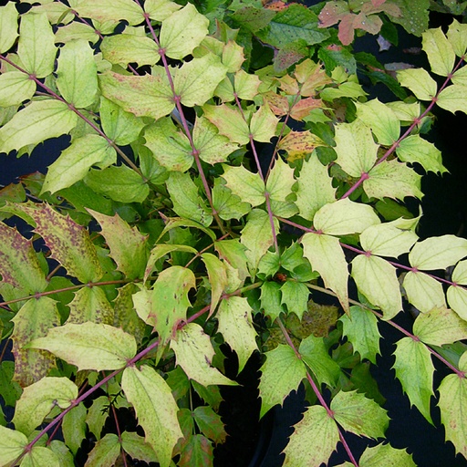 [MAJGD] Mahonia japonica 'Gold Dust' (Conteneur - 3 ltr - 30-40 cm)