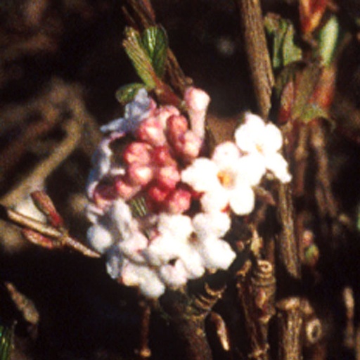[VIFNA] Viburnum farreri 'Nanum' (Conteneur - 3 ltr - 30-40 cm)