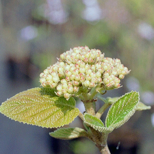 [VILAU] Viburnum lantana 'Aureum' (Conteneur - 3 ltr - 30-40 cm)