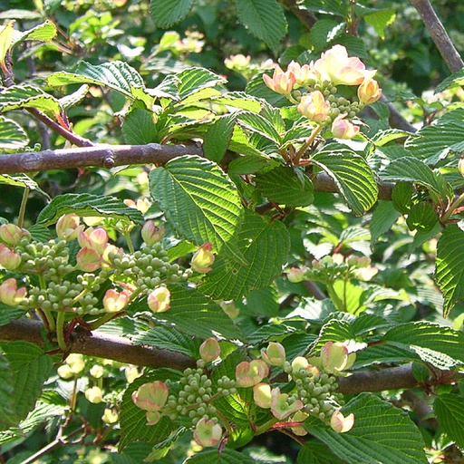 [VIPFP] Viburnum plicatum v t.'Farrer's Pink' (Conteneur - 3 ltr - 30-40 cm)