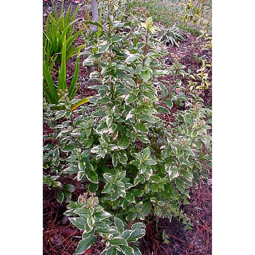 [VITBV] Viburnum tinus 'Bewley's Variegated' (Conteneur - 3 ltr - 30-40 cm)