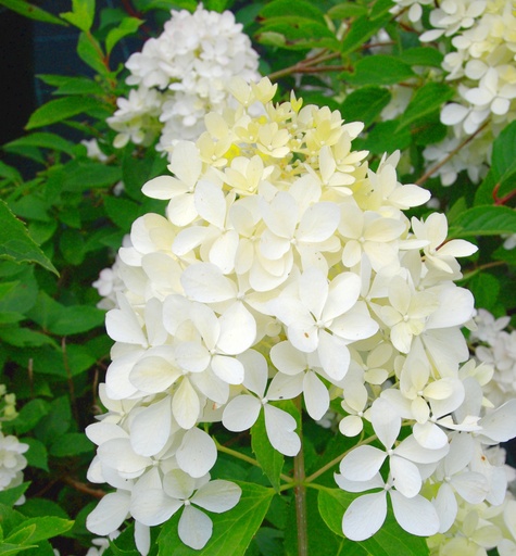 [HYPFM] Hydrangea Paniculata 'Fraise Melba'® (Conteneur - 3 ltr - 30-40 cm)