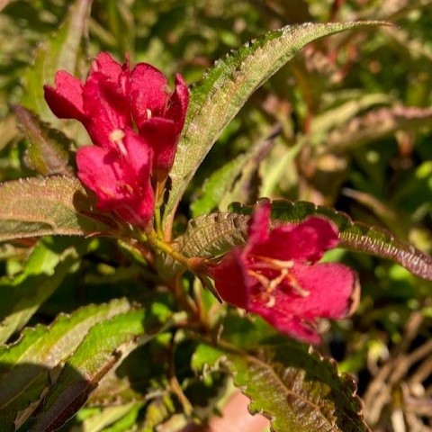 [WENR] Weigela NAIN ROUGE (Conteneur - 3 ltr - 30-40 cm)