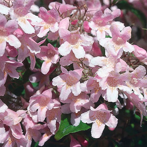 [KOAMAB] Kolkwitzia amabilis (Conteneur - 3 ltr - 30-40 cm)